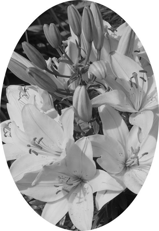 백합꽃 이미지